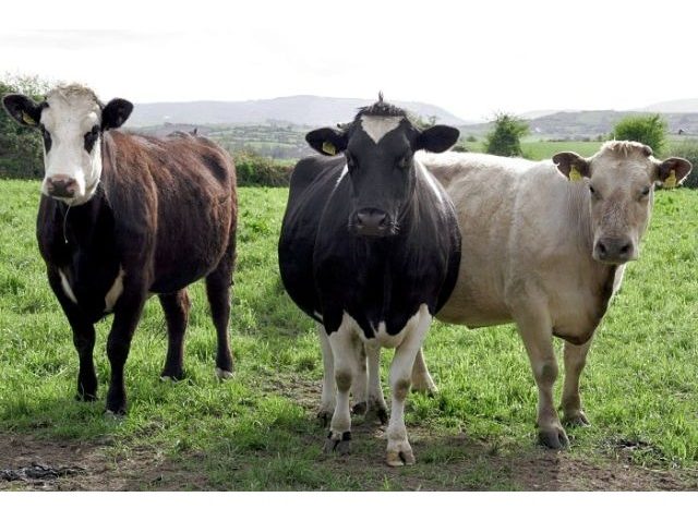 (AUDIO)Boala limbii albastre se extinde la efectivele de animale din ţară