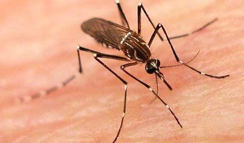 Febra dengue ar putea ajunge şi pe continentul european