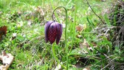 Destinația zilei: Rezervaţia naturală Dumbrava – Bălteni. O dumbravă minunată!