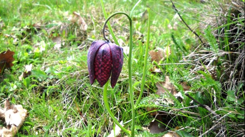 Destinația zilei: Rezervaţia naturală Dumbrava – Bălteni. O dumbravă minunată!