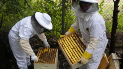 Ajutoare de minimis în agricultura ecologică şi apicultură