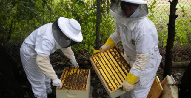 Ajutoare de minimis în agricultura ecologică şi apicultură