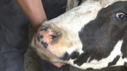 Boala limbii albastre a închis târgurile de animale