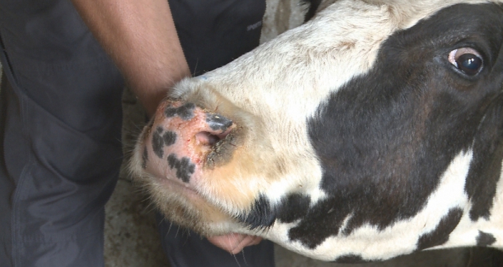 Boala limbii albastre a închis târgurile de animale