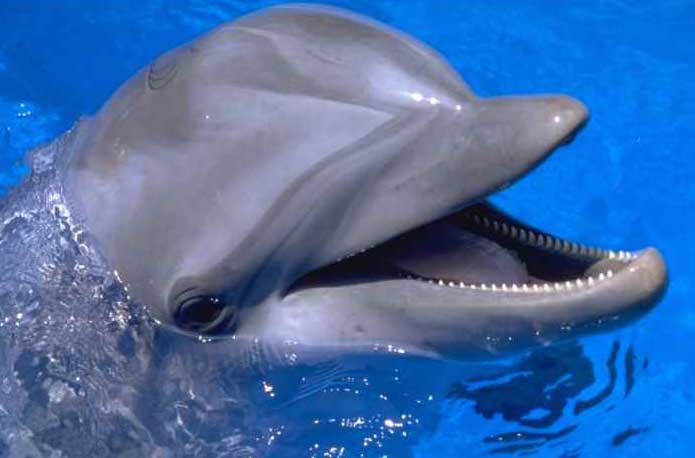 Schimbări de program la Delfinariu