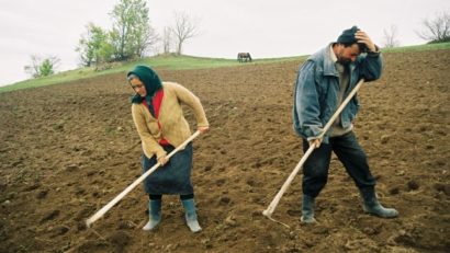 Producţie mare dar câştiguri mici pentru fermier