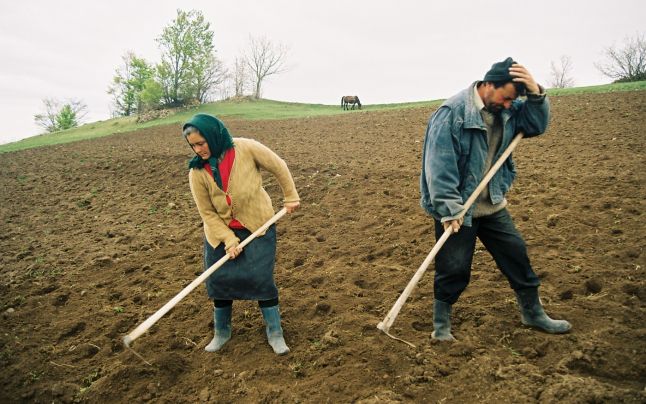 Producţie mare dar câştiguri mici pentru fermier