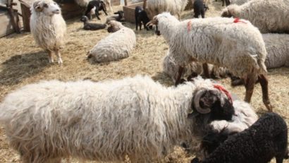 (AUDIO) Reacţia fermierilor din Dobrogea după apariţia bolii limbii albastre