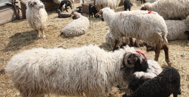 (AUDIO) Reacţia fermierilor din Dobrogea după apariţia bolii limbii albastre