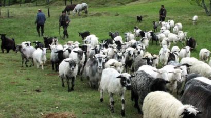Pesta micilor rumegătoare amenință România! Crescătorii de animale din Tulcea, informați despre simptomele bolii