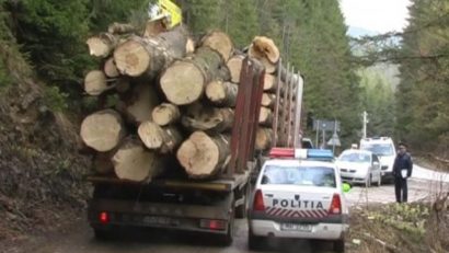 Oricine va putea cere verificarea legalităţii unui transport de lemn