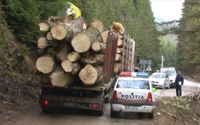 Oricine va putea cere verificarea legalităţii unui transport de lemn