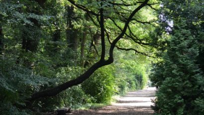 Destinația zilei: Arboretumul Simeria