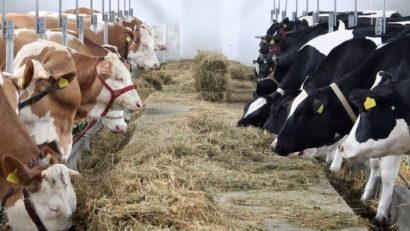 Credite pentru crescătorii de bovine