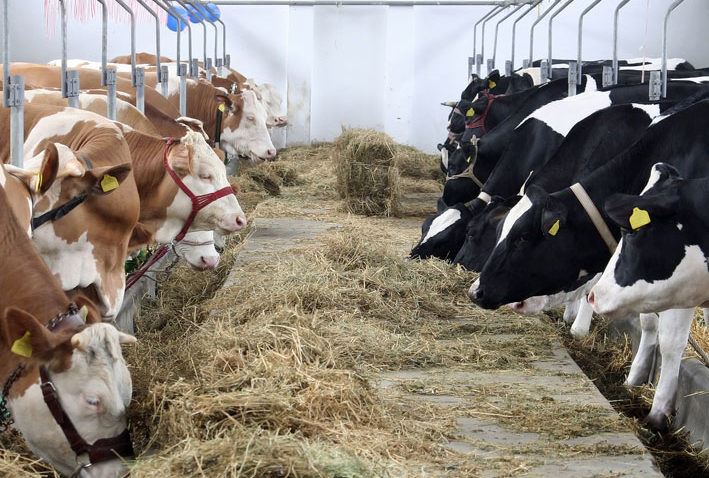 Credite pentru crescătorii de bovine