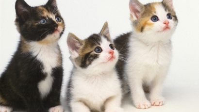 Pet Mania: De ce ar trebui să avem în casă o pisică