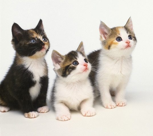 Pet Mania: De ce ar trebui să avem în casă o pisică