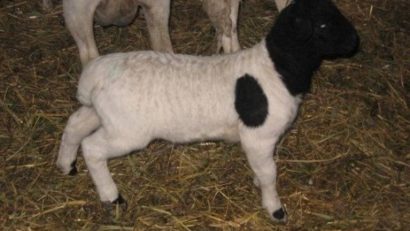 Subvenţii pentru crescătorii de ovine