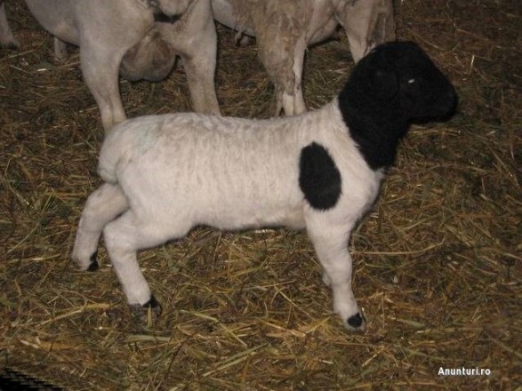 Subvenţii pentru crescătorii de ovine