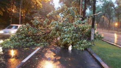 La Constanţa, vântul puternic a doborât un copac. Codul galben prelungit până la orele 22