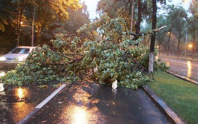 La Constanţa, vântul puternic a doborât un copac. Codul galben prelungit până la orele 22