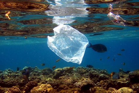 Deşeurile plastice din oceane omoară peste un milion de animale anual