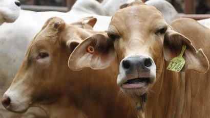 Exportul de animale vii a fost sistat, din cauza bolii limbii albastre