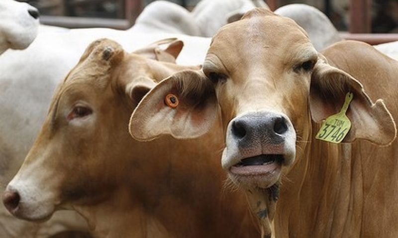 Exportul de animale vii a fost sistat, din cauza bolii limbii albastre