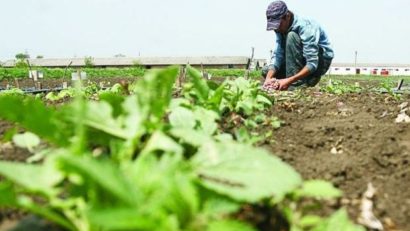 Astăzi, încep plăţile pentru subvenţia pe suprafaţă acordată fermierilor