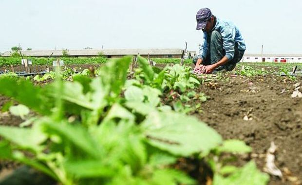 Astăzi, încep plăţile pentru subvenţia pe suprafaţă acordată fermierilor