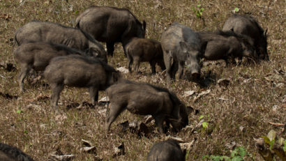 Autorităţile din Deltă vor să împuşte animalele care provoacă pagube