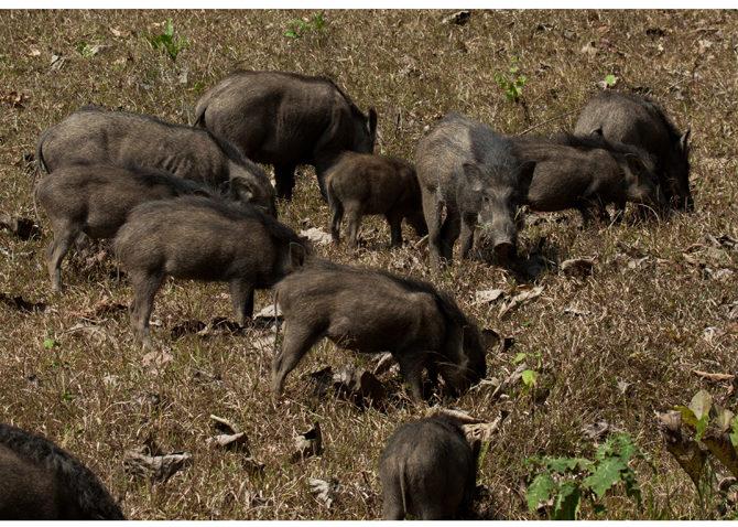 Autorităţile din Deltă vor să împuşte animalele care provoacă pagube