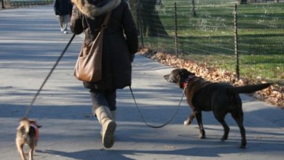 Campania de microcipare a câinilor cu stăpân, în desfăşurare la Medgidia