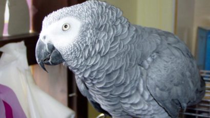 (AUDIO) Un papagal vorbitor de engleză a fost găsit după 4 ani vorbind spaniolă