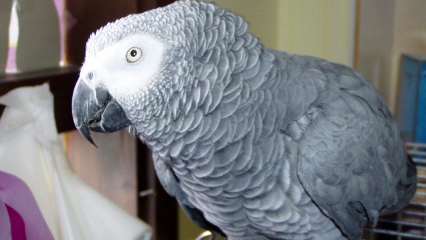 (AUDIO) Un papagal vorbitor de engleză a fost găsit după 4 ani vorbind spaniolă