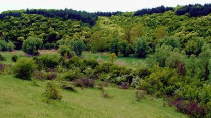 (AUDIO) 300 de ha noi de pădure în județul Constața