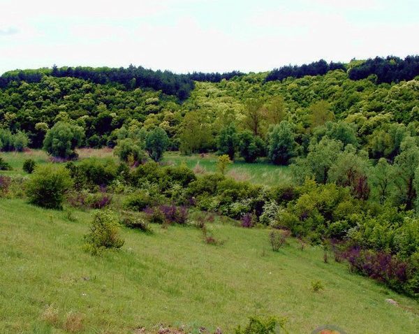 (AUDIO) 300 de ha noi de pădure în județul Constața