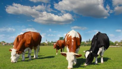 Se modifică sumele primite de crescătorii de bovine