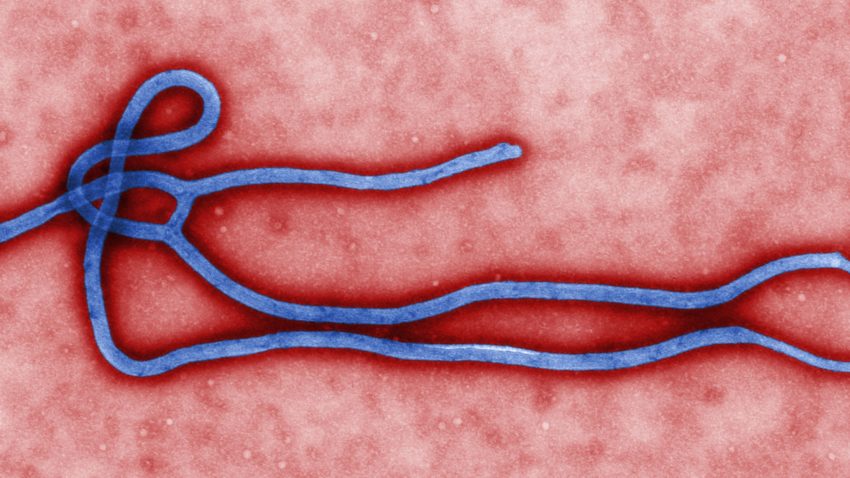Vaccinul experimental contra Ebola a trecut cu succes primele teste pe oameni
