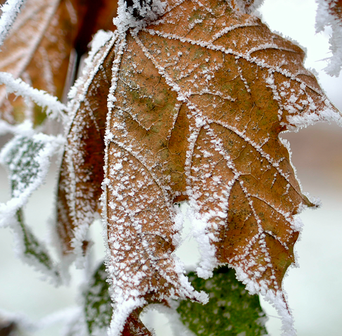 Zero grade Celsius la noapte, în Dobrogea