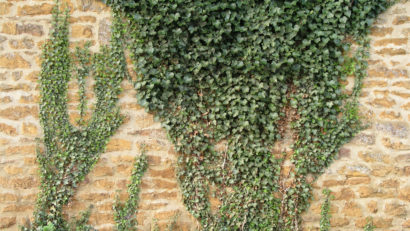 Iedera, varianta naturală împotriva tusei