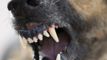 O femeie a murit după ce a fost muşcată de câinele vecinilor