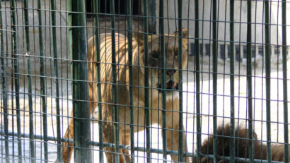 Operaţiuni de salvare a felinelor din grădinile zoo din România