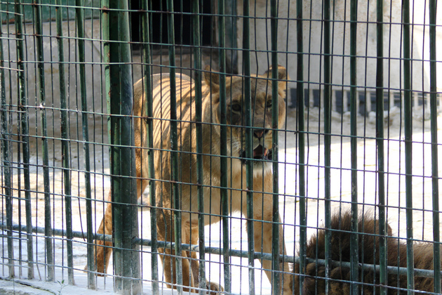 Operaţiuni de salvare a felinelor din grădinile zoo din România