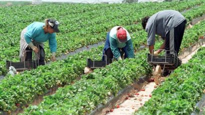 Se caută muncitori români în agricultură pentru Danemarca