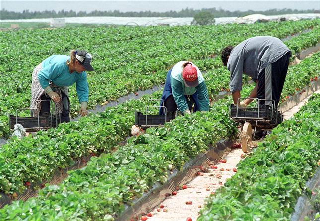 Se caută muncitori români în agricultură pentru Danemarca