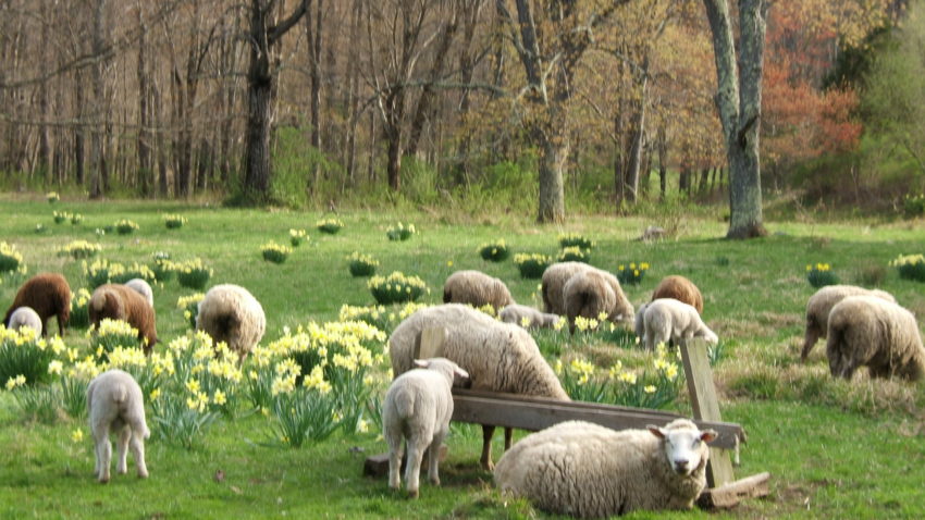 Credite pentru crescătorii de animale din Constanţa