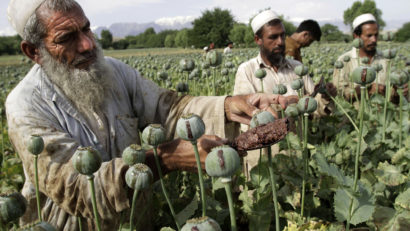 Recolte record de opium, în Afganistan