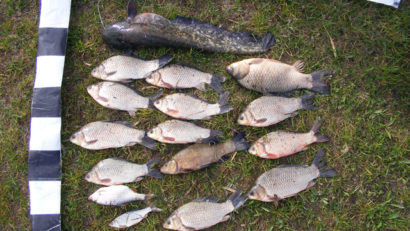 Braconaj piscicol în floare la Tulcea