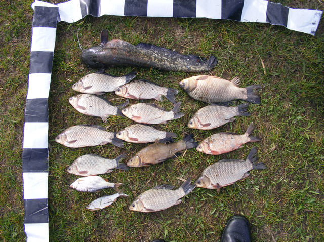 Braconaj piscicol în floare la Tulcea